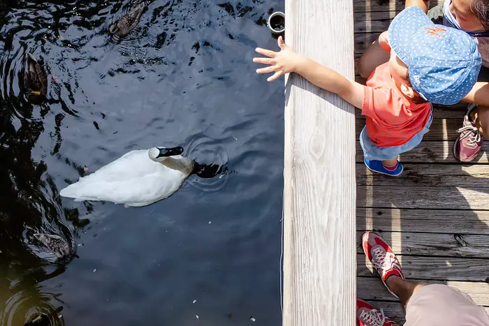 A photo of a child feeding ducks at the Brooklyn Zoo
